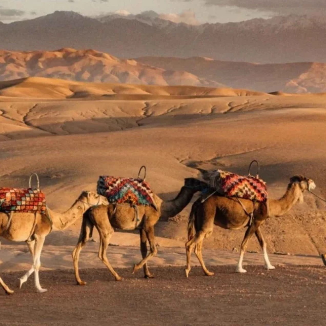 marrakesh-agafay-desert-sunset-camel-ride-and-dinner-show-3727007