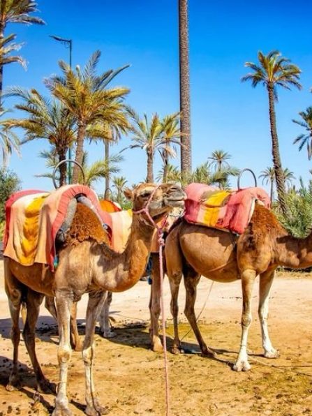 Camel riding in Marrakech and quad marrakech
